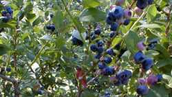 &Mu;ύ&rho;&tau;&iota;&lambda;&lambda;&omicron;, &Gamma;&kappa;ό&tau;&zeta;&iota; &mu;&pi;έ&rho;&iota;, &Iota;&pi;&pi;&omicron;&phi;&alpha;έ&sigmaf;, &Alpha;&rho;&omega;&nu;ί&alpha; - Super Foods &pi;&omicron;&upsilon; &mu;&pi;&omicron;&rho;&epsilon;ί&tau;&epsilon; &nu;&alpha; &kappa;&alpha;&lambda;&lambda;&iota;&epsilon;&rho;&gamma;ή&sigma;&epsilon;&tau;&epsilon; &mu;ό&nu;&omicron;&iota; &sigma;&alpha;&sigmaf; &sigma;&tau;&omicron;&nu; &kappa;ή&pi;&omicron;