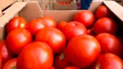 &Omicron;&iota; &pi;&rho;ώ&tau;&epsilon;&sigmaf; &gamma;&epsilon;&nu;&epsilon;&tau;&iota;&kappa;ά &tau;&rho;&omicron;&pi;&omicron;&pi;&omicron;&iota;&eta;&mu;έ&nu;&epsilon;&sigmaf; &nu;&tau;&omicron;&mu;ά&tau;&epsilon;&sigmaf; &pi;&omicron;&upsilon; &pi;&alpha;&rho;ά&gamma;&omicron;&upsilon;&nu; έ&xi;&tau;&rho;&alpha; &beta;&iota;&tau;&alpha;&mu;ί&nu;&eta; D