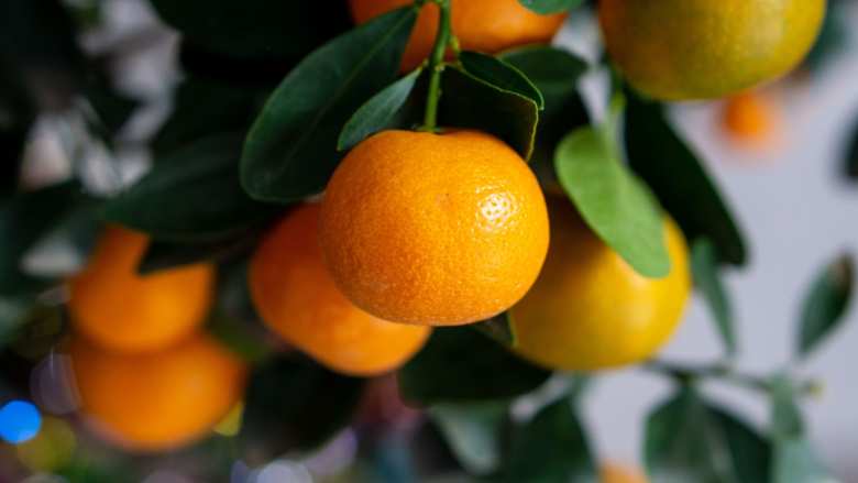 &Phi;&upsilon;&tau;&omicron;&pi;&rho;&omicron;&sigma;&tau;&alpha;&sigma;ί&alpha; &sigma;&tau;&alpha; &Epsilon;&sigma;&pi;&epsilon;&rho;&iota;&delta;&omicron;&epsilon;&iota;&delta;ή