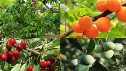 &Delta;&epsilon;&nu;&delta;&rho;&omicron;&kappa;&alpha;&lambda;&lambda;&iota;έ&rho;&gamma;&epsilon;&iota;&alpha; : &Omicron; &sigma;&upsilon;&nu;&delta;&upsilon;&alpha;&sigma;&mu;ό&sigmaf; &delta;&iota;&alpha;&phi;&upsilon;&lambda;&lambda;&iota;&kappa;ώ&nu; &pi;&omicron;&upsilon; &alpha;&nu; &epsilon;&phi;&alpha;&rho;&mu;ό&sigma;&epsilon;&tau;&epsilon; &theta;&alpha; &delta;&epsilon;ί&tau;&epsilon; &epsilon;&kappa;&pi;&lambda;&eta;&kappa;&tau;&iota;&kappa;ά &alpha;&pi;&omicron;&tau;&epsilon;&lambda;έ&sigma;&mu;&alpha;&tau;&alpha;