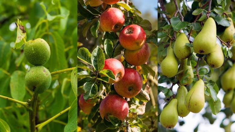 &Gamma;&epsilon;&omega;&rho;&gamma;&iota;&kappa;έ&sigmaf; &pi;&rho;&omicron;&epsilon;&iota;&delta;&omicron;&pi;&omicron;&iota;ή&sigma;&epsilon;&iota;&sigmaf; &gamma;&iota;&alpha; &tau;&eta; &Mu;&eta;&lambda;&iota;ά, &Alpha;&chi;&lambda;&alpha;&delta;&iota;ά &kappa;&alpha;&iota; &Kappa;&alpha;&rho;&upsilon;&delta;&iota;ά