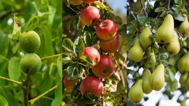 &Gamma;&epsilon;&omega;&rho;&gamma;&iota;&kappa;έ&sigmaf; &pi;&rho;&omicron;&epsilon;&iota;&delta;&omicron;&pi;&omicron;&iota;ή&sigma;&epsilon;&iota;&sigmaf; &gamma;&iota;&alpha; &tau;&eta; &Mu;&eta;&lambda;&iota;ά, &Alpha;&chi;&lambda;&alpha;&delta;&iota;ά &kappa;&alpha;&iota; &Kappa;&alpha;&rho;&upsilon;&delta;&iota;ά
