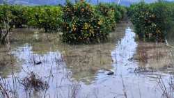 &Pi;&lambda;&eta;&mu;&mu;ύ&rho;&epsilon;&sigmaf; "έ&pi;&nu;&iota;&xi;&alpha;&nu;"  &kappa;&alpha;&lambda;&lambda;&iota;έ&rho;&gamma;&epsilon;&iota;&epsilon;&sigmaf; &tau;&rho;&iota;&phi;&upsilon;&lambda;&lambda;&iota;&omicron;ύ, &pi;&omicron;&rho;&tau;&omicron;&kappa;&alpha;&lambda;&iota;έ&sigmaf; &amp; &lambda;&epsilon;&mu;&omicron;&nu;&iota;έ&sigmaf; &sigma;&tau;&eta; &Theta;&epsilon;&sigma;&pi;&rho;&omega;&tau;ί&alpha; - &Alpha;ί&tau;&eta;&mu;&alpha; &gamma;&iota;&alpha; &kappa;ή&rho;&upsilon;&xi;&eta; έ&kappa;&tau;&alpha;&kappa;&tau;&eta;&sigmaf; &alpha;&nu;ά&gamma;&kappa;&eta;&sigmaf; &tau;&eta;&sigmaf; &beta;ό&rho;&epsilon;&iota;&alpha;&sigmaf; &Kappa;έ&rho;&kappa;&upsilon;&rho;&alpha;&sigmaf;