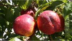 &Theta;. &Tau;&zeta;ά&kappa;&rho;&eta; - &Epsilon;&rho;ώ&tau;&eta;&sigma;&eta; &sigma;&tau;&eta; &Beta;&omicron;&upsilon;&lambda;ή &gamma;&iota;&alpha; &nu;&alpha; &delta;&omicron;&theta;&omicron;ύ&nu; &pi;&rho;&omicron;&kappa;&alpha;&tau;&alpha;&beta;&omicron;&lambda;έ&sigmaf; &sigma;&tau;&omicron;&upsilon;&sigmaf; &alpha;&gamma;&rho;ό&tau;&epsilon;&sigmaf; &tau;&eta;&sigmaf; &Pi;έ&lambda;&lambda;&alpha;&sigmaf; &kappa;&alpha;&iota; &tau;&eta;&sigmaf; &Eta;&mu;&alpha;&theta;ί&alpha;&sigmaf; &pi;&omicron;&upsilon; &epsilon;&pi;&lambda;ή&gamma;&eta;&sigma;&alpha;&nu; &alpha;&pi;ό &tau;&omicron;&upsilon;&sigmaf; &alpha;&nu;&omicron;&iota;&xi;&iota;ά&tau;&iota;&kappa;&omicron;&upsilon;&sigmaf; &pi;&alpha;&gamma;&epsilon;&tau;&omicron;ύ&sigmaf; &tau;&omicron;&upsilon; &Mu;&alpha;&rho;&tau;ί&omicron;&upsilon;