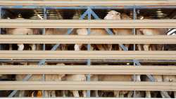 Ά&rho;&sigma;&eta; &alpha;&pi;&alpha;&gamma;ό&rho;&epsilon;&upsilon;&sigma;&eta;&sigmaf; &epsilon;&xi;&alpha;&gamma;&omega;&gamma;ή&sigmaf; &zeta;ώ&omega;&nu; &sigma;&tau;&eta; &Sigma;&alpha;&omicron;&upsilon;&delta;&iota;&kappa;ή &Alpha;&rho;&alpha;&beta;ί&alpha;