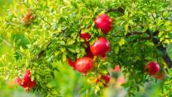 Έ&kappa;&kappa;&lambda;&eta;&sigma;&eta; &beta;&omicron;ή&theta;&epsilon;&iota;&alpha;&sigmaf; &alpha;&pi;ό &tau;&omicron;&upsilon;&sigmaf; Έ&lambda;&lambda;&eta;&nu;&epsilon;&sigmaf; &rho;&omicron;&delta;&omicron;&pi;&alpha;&rho;&alpha;&gamma;&omega;&gamma;&omicron;ύ&sigmaf;