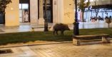 &Alpha;&gamma;&rho;&iota;&omicron;&gamma;&omicron;ύ&rho;&omicron;&upsilon;&nu;&omicron; &epsilon;&mu;&phi;&alpha;&nu;ί&sigma;&tau;&eta;&kappa;&epsilon; &sigma;&tau;&eta;&nu; &pi;&lambda;&alpha;&tau;&epsilon;ί&alpha; &Alpha;&rho;&iota;&sigma;&tau;&omicron;&tau;έ&lambda;&omicron;&upsilon;&sigmaf; &sigma;&tau;&eta; &Theta;&epsilon;&sigma;&sigma;&alpha;&lambda;&omicron;&nu;ί&kappa;&eta;
