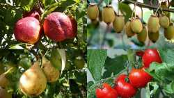 Silical : &Pi;&rho;&omicron;&lambda;&alpha;&mu;&beta;ά&nu;&epsilon;&iota; &sigma;&kappa;&alpha;&sigma;ί&mu;&alpha;&tau;&alpha; &kappa;&alpha;&rho;&pi;ώ&nu; &kappa;&alpha;&iota; &alpha;&upsilon;&xi;ά&nu;&epsilon;&iota; &tau;&eta; &sigma;&kappa;&lambda;&eta;&rho;ό&tau;&eta;&tau;&alpha; &kappa;&alpha;&iota; &alpha;&nu;&tau;&omicron;&chi;ή &tau;&omicron;&upsilon;&sigmaf;