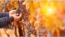 &Gamma;&epsilon;&omega;&rho;&gamma;&iota;&kappa;έ&sigmaf; &pi;&rho;&omicron;&epsilon;&iota;&delta;&omicron;&pi;&omicron;&iota;ή&sigma;&epsilon;&iota;&sigmaf; &gamma;&iota;&alpha; &tau;&omicron; &Alpha;&mu;&pi;έ&lambda;&iota;