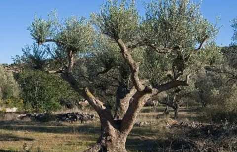 &Eta; &Mu;&alpha;&upsilon;&rho;&omicron;&lambda;&iota;ά &Mu;&epsilon;&sigma;&sigma;&eta;&nu;ί&alpha;&sigmaf; &alpha;&pi;&omicron;&kappa;&tau;ά &gamma;&epsilon;&nu;&epsilon;&tau;&iota;&kappa;ή &tau;&alpha;&upsilon;&tau;ό&tau;&eta;&tau;&alpha; - &Pi;&rho;&omega;&tau;&omicron;&beta;&omicron;&upsilon;&lambda;ί&alpha; &tau;&eta;&sigmaf; &Alpha;&mu;&epsilon;&rho;&iota;&kappa;&alpha;&nu;&iota;&kappa;ή&sigmaf; &Gamma;&epsilon;&omega;&rho;&gamma;&iota;&kappa;ή&sigmaf; &Sigma;&chi;&omicron;&lambda;ή&sigmaf;