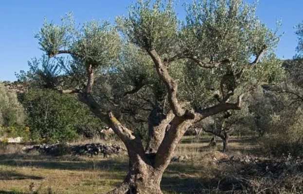 &Eta; &Mu;&alpha;&upsilon;&rho;&omicron;&lambda;&iota;ά &Mu;&epsilon;&sigma;&sigma;&eta;&nu;ί&alpha;&sigmaf; &alpha;&pi;&omicron;&kappa;&tau;ά &gamma;&epsilon;&nu;&epsilon;&tau;&iota;&kappa;ή &tau;&alpha;&upsilon;&tau;ό&tau;&eta;&tau;&alpha; - &Pi;&rho;&omega;&tau;&omicron;&beta;&omicron;&upsilon;&lambda;ί&alpha; &tau;&eta;&sigmaf; &Alpha;&mu;&epsilon;&rho;&iota;&kappa;&alpha;&nu;&iota;&kappa;ή&sigmaf; &Gamma;&epsilon;&omega;&rho;&gamma;&iota;&kappa;ή&sigmaf; &Sigma;&chi;&omicron;&lambda;ή&sigmaf;