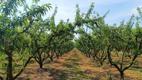 &Epsilon;&nu;&omega;&tau;&iota;&kappa;ή &Omicron;&mu;&omicron;&sigma;&pi;&omicron;&nu;&delta;ί&alpha; &Alpha;&gamma;&rho;&omicron;&tau;&iota;&kappa;ώ&nu; &Sigma;&upsilon;&lambda;&lambda;ό&gamma;&omega;&nu; &Eta;&mu;&alpha;&theta;ί&alpha;&sigmaf;: &Zeta;&eta;&tau;&omicron;ύ&nu; &pi;&omicron;&iota;&omicron;&tau;&iota;&kappa;ή &pi;&rho;ώ&tau;&eta; ύ&lambda;&eta;, &pi;&iota;έ&zeta;&omicron;&upsilon;&nu; &tau;&omicron; &alpha;&gamma;&rho;&omicron;&tau;&iota;&kappa;ό &epsilon;&iota;&sigma;ό&delta;&eta;&mu;&alpha;