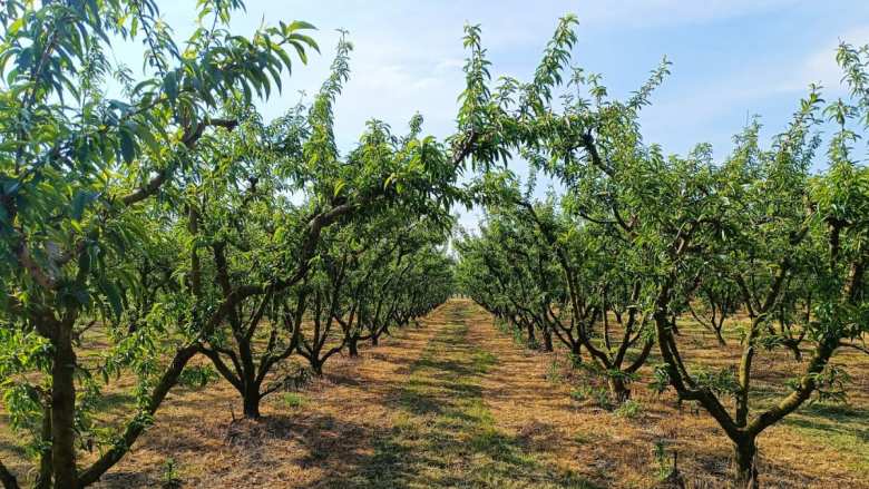 &Epsilon;&nu;&omega;&tau;&iota;&kappa;ή &Omicron;&mu;&omicron;&sigma;&pi;&omicron;&nu;&delta;ί&alpha; &Alpha;&gamma;&rho;&omicron;&tau;&iota;&kappa;ώ&nu; &Sigma;&upsilon;&lambda;&lambda;ό&gamma;&omega;&nu; &Eta;&mu;&alpha;&theta;ί&alpha;&sigmaf;: &Zeta;&eta;&tau;&omicron;ύ&nu; &pi;&omicron;&iota;&omicron;&tau;&iota;&kappa;ή &pi;&rho;ώ&tau;&eta; ύ&lambda;&eta;, &pi;&iota;έ&zeta;&omicron;&upsilon;&nu; &tau;&omicron; &alpha;&gamma;&rho;&omicron;&tau;&iota;&kappa;ό &epsilon;&iota;&sigma;ό&delta;&eta;&mu;&alpha;