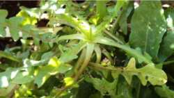 &Pi;&iota;&kappa;&rho;&alpha;&lambda;ί&delta;&alpha; &eta; &Alpha;&gamma;&rho;&iota;&omicron;&rho;ά&delta;&iota;&kappa;&omicron; - Έ&nu;&alpha; &iota;&sigma;&chi;&upsilon;&rho;ό &phi;ά&rho;&mu;&alpha;&kappa;&omicron; &tau;&eta;&sigmaf; &Phi;ύ&sigma;&eta;&sigmaf;