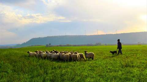 &Epsilon;&upsilon;&lambda;&omicron;&gamma;&iota;ά: &Beta;&omicron;&sigma;&kappa;ό&sigmaf; &sigma;&epsilon; &pi;&epsilon;&rho;&iota;&omicron;&chi;ή &tau;&eta;&sigmaf; &Lambda;ά&rho;&iota;&sigma;&alpha;&sigmaf; έ&beta;&gamma;&alpha;&lambda;&epsilon; &tau;&omicron; &kappa;&omicron;&pi;ά&delta;&iota; &gamma;&iota;&alpha; &beta;&omicron;&sigma;&kappa;ή &kappa;&alpha;&iota; &sigma;&upsilon;&nu;&epsilon;&lambda;ή&phi;&theta;&eta;