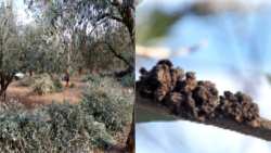 &Omicron;&delta;&eta;&gamma;ί&epsilon;&sigmaf; &chi;&epsilon;&iota;&mu;&epsilon;&rho;&iota;&nu;ή&sigmaf; &phi;&upsilon;&tau;&omicron;&pi;&rho;&omicron;&sigma;&tau;&alpha;&sigma;ί&alpha;&sigmaf; &kappa;&alpha;&iota; &kappa;&lambda;&alpha;&delta;έ&mu;&alpha;&tau;&omicron;&sigmaf; &Epsilon;&lambda;&iota;ά&sigmaf;