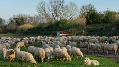 &Upsilon;&Pi;&Alpha;&Alpha;&Tau;: &Pi;ά&nu;&omega; &alpha;&pi;ό 1.800 έ&lambda;&epsilon;&gamma;&chi;&omicron;&iota; &epsilon;&nu;ό&psi;&epsilon;&iota; &Pi;ά&sigma;&chi;&alpha; &gamma;&iota;&alpha; &tau;&eta;&nu; &pi;&rho;&omicron;&sigma;&tau;&alpha;&sigma;ί&alpha; &tau;&omicron;&upsilon; &kappa;&alpha;&tau;&alpha;&nu;&alpha;&lambda;&omega;&tau;ή &kappa;&alpha;&iota; &tau;&eta;&nu; &alpha;&pi;&omicron;&tau;&rho;&omicron;&pi;ή &epsilon;&lambda;&lambda;&eta;&nu;&omicron;&pi;&omicron;&iota;ή&sigma;&epsilon;&omega;&nu;
