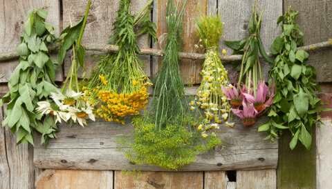 &Tau;&alpha; 12 &kappa;&alpha;&lambda;ύ&tau;&epsilon;&rho;&alpha; &epsilon;&lambda;&lambda;&eta;&nu;&iota;&kappa;ά &beta;ό&tau;&alpha;&nu;&alpha; &kappa;&alpha;&iota; &tau;&alpha; &omicron;&phi;έ&lambda;&eta; &tau;&omicron;&upsilon;&sigmaf;