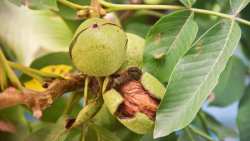 &Gamma;&epsilon;&omega;&rho;&gamma;&iota;&kappa;έ&sigmaf; &pi;&rho;&omicron;&epsilon;&iota;&delta;&omicron;&pi;&omicron;&iota;ή&sigma;&epsilon;&iota;&sigmaf; &gamma;&iota;&alpha; &tau;&eta;&nu; &kappa;&alpha;&rho;&upsilon;&delta;&iota;ά