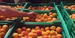 &Beta;&epsilon;&rho;ί&kappa;&omicron;&kappa;&alpha; : &Pi;&omicron;&iota;&omicron;&sigmaf; &omicron; &alpha;&nu;&alpha;&mu;&epsilon;&nu;ό&mu;&epsilon;&nu;&omicron;&sigmaf; ό&gamma;&kappa;&omicron;&sigmaf; &pi;&alpha;&rho;&alpha;&gamma;&omega;&gamma;ή&sigmaf; &pi;&alpha;&nu;&epsilon;&upsilon;&rho;&omega;&pi;&alpha;ϊ&kappa;ά &gamma;&iota;&alpha; &tau;&eta;&nu; &phi;&epsilon;&tau;&iota;&nu;ή &chi;&rho;&omicron;&nu;&iota;ά