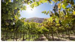 &Kappa;&alpha;&tau;&alpha;&gamma;&rho;&alpha;&phi;ή &alpha;&mu;&pi;&epsilon;&lambda;&omicron;&tau;&epsilon;&mu;&alpha;&chi;ί&omega;&nu; &mu;&iota;&kappa;&rho;ή&sigmaf; έ&kappa;&tau;&alpha;&sigma;&eta;&sigmaf; &sigma;&tau;&omicron; &alpha;&mu;&pi;&epsilon;&lambda;&omicron;&upsilon;&rho;&gamma;&iota;&kappa;ό &mu;&eta;&tau;&rho;ώ&omicron; &sigma;&tau;&eta;&nu; &Pi;.&Epsilon;. &Eta;&rho;&alpha;&kappa;&lambda;&epsilon;ί&omicron;&upsilon;