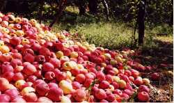 &Pi;ή&rho;&epsilon; &Phi;&Epsilon;&Kappa; &eta; &pi;&lambda;&eta;&rho;&omega;&mu;ή &kappa;ά&sigma;&tau;&alpha;&nu;&omega;&nu; &kappa;&alpha;&iota; &mu;ή&lambda;&omega;&nu;