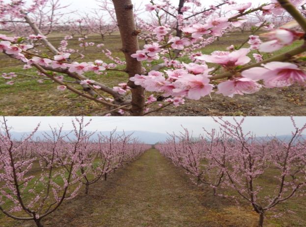 &Alpha;&nu;&theta;&iota;&sigma;&mu;έ&nu;&epsilon;&sigmaf; &rho;&omicron;&delta;&alpha;&kappa;&iota;&nu;&iota;έ&sigmaf;....&mu;&alpha;&rho;&alpha;&mu;έ&nu;&alpha; &amp; &sigma;&kappa;&upsilon;&theta;&rho;&omega;&pi;ά &pi;&rho;ό&sigma;&omega;&pi;&alpha; &pi;&alpha;&rho;&alpha;&gamma;&omega;&gamma;ώ&nu; - &Tau;&omicron; &kappa;&lambda;&epsilon;ί&sigma;&iota;&mu;&omicron; &tau;&omega;&nu; &sigma;&upsilon;&nu;ό&rho;&omega;&nu;...&alpha;&pi;&epsilon;&iota;&lambda;ή &gamma;&iota;&alpha; &tau;&eta;&nu; &pi;&alpha;&rho;&alpha;&gamma;&omega;&gamma;ή