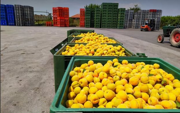 &Tau;&iota;&mu;έ&sigmaf; &sigma;&upsilon;&mu;&pi;ύ&rho;&eta;&nu;&omega;&nu; : &Mu;&epsilon; &theta;&epsilon;&tau;&iota;&kappa;ό &pi;&rho;ό&sigma;&eta;&mu;&omicron; &kappa;&lambda;&epsilon;ί&nu;&epsilon;&iota; &eta; &phi;&epsilon;&tau;&iota;&nu;ή &chi;&rho;&omicron;&nu;&iota;ά &gamma;&iota;&alpha; &tau;&omicron;&upsilon;&sigmaf; &pi;&alpha;&rho;&alpha;&gamma;&omega;&gamma;&omicron;ύ&sigmaf; &beta;&iota;&omicron;&mu;&eta;&chi;&alpha;&nu;&iota;&kappa;ώ&nu; &rho;&omicron;&delta;ά&kappa;&iota;&nu;&omega;&nu;