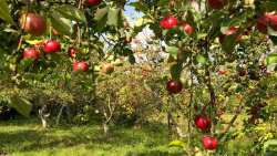 &Gamma;&epsilon;&omega;&rho;&gamma;&iota;&kappa;έ&sigmaf; &pi;&rho;&omicron;&epsilon;&iota;&delta;&omicron;&pi;&omicron;&iota;ή&sigma;&epsilon;&iota;&sigmaf; &gamma;&iota;&alpha; &tau;&eta; &Mu;&eta;&lambda;&iota;ά