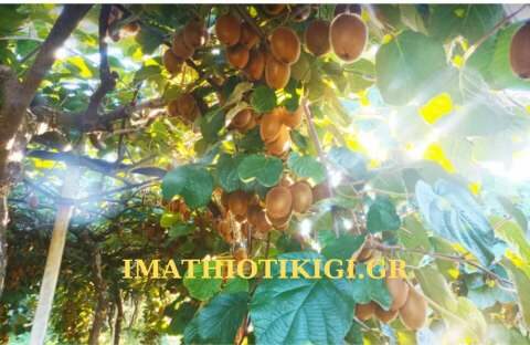 &Alpha;&upsilon;&xi;&eta;&mu;έ&nu;&eta; &alpha;&nu;&alpha;&mu;έ&nu;&epsilon;&tau;&alpha;&iota; &eta; &pi;&alpha;&rho;&alpha;&gamma;&omega;&gamma;ή &alpha;&kappa;&tau;&iota;&nu;&iota;&delta;ί&omicron;&upsilon; - &Upsilon;&psi;&eta;&lambda;ά &pi;&omicron;&sigma;&omicron;&sigma;&tau;ά &kappa;&alpha;&tau;&alpha;&gamma;&rho;ά&phi;&omicron;&nu;&tau;&alpha;&iota; &gamma;&iota;&alpha; &tau;&eta; &mu;&iota;&kappa;&rho;&omicron;&kappa;&alpha;&rho;&pi;ί&alpha;