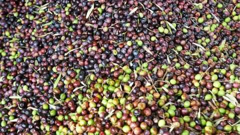 &Tau;&rho;&iota;&alpha;&nu;&tau;ό&pi;&omicron;&upsilon;&lambda;&omicron;&sigmaf;: &Omicron;&lambda;&omicron;&kappa;&lambda;&eta;&rho;ώ&theta;&eta;&kappa;&epsilon; &eta; &delta;&iota;&alpha;&delta;&iota;&kappa;&alpha;&sigma;ί&alpha; &chi;&omicron;&rho;ή&gamma;&eta;&sigma;&eta;&sigmaf; &epsilon;&nu;ί&sigma;&chi;&upsilon;&sigma;&eta;&sigmaf; &sigma;&tau;&alpha; &epsilon;&lambda;&alpha;&iota;&omicron;&tau;&rho;&iota;&beta;&epsilon;ί&alpha; &tau;&omega;&nu; &pi;&upsilon;&rho;ό&pi;&lambda;&eta;&kappa;&tau;&omega;&nu; &pi;&epsilon;&rho;&iota;&omicron;&chi;ώ&nu;