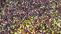 &Tau;&rho;&iota;&alpha;&nu;&tau;ό&pi;&omicron;&upsilon;&lambda;&omicron;&sigmaf;: &Omicron;&lambda;&omicron;&kappa;&lambda;&eta;&rho;ώ&theta;&eta;&kappa;&epsilon; &eta; &delta;&iota;&alpha;&delta;&iota;&kappa;&alpha;&sigma;ί&alpha; &chi;&omicron;&rho;ή&gamma;&eta;&sigma;&eta;&sigmaf; &epsilon;&nu;ί&sigma;&chi;&upsilon;&sigma;&eta;&sigmaf; &sigma;&tau;&alpha; &epsilon;&lambda;&alpha;&iota;&omicron;&tau;&rho;&iota;&beta;&epsilon;ί&alpha; &tau;&omega;&nu; &pi;&upsilon;&rho;ό&pi;&lambda;&eta;&kappa;&tau;&omega;&nu; &pi;&epsilon;&rho;&iota;&omicron;&chi;ώ&nu;