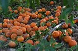 &Sigma;&tau;&omicron; &Phi;.&Epsilon;.&Kappa;. &eta; &chi;&omicron;&rho;ή&gamma;&eta;&sigma;&eta; &epsilon;&nu;&iota;&sigma;&chi;ύ&sigma;&epsilon;&omega;&nu; ή&sigma;&sigma;&omicron;&nu;&omicron;&sigmaf; &sigma;&eta;&mu;&alpha;&sigma;ί&alpha;&sigmaf; (de minimis) &gamma;&iota;&alpha; &tau;&alpha; &mu;&alpha;&nu;&tau;&alpha;&rho;ί&nu;&iota;&alpha; &tau;&eta;&sigmaf; &Pi;.&Epsilon;. &Theta;&epsilon;&sigma;&pi;&rho;&omega;&tau;ί&alpha;&sigmaf;