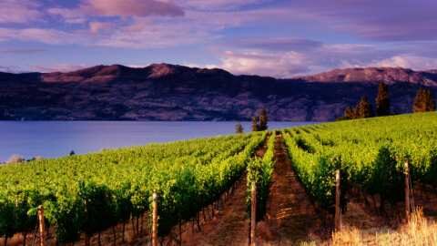 &Rho;έ&theta;&upsilon;&mu;&nu;&omicron; - &Alpha;&mu;&pi;&epsilon;&lambda;ώ&nu;&epsilon;&sigmaf; : &Epsilon;&pi;&iota;&sigma;&tau;&rho;&omicron;&phi;ή &sigma;&tau;&eta; &beta;&iota;&omicron;&lambda;&omicron;&gamma;&iota;&kappa;ή &kappa;&alpha;&lambda;&lambda;&iota;έ&rho;&gamma;&epsilon;&iota;&alpha;