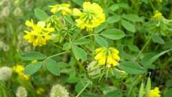 &Tau;&rho;&iota;&gamma;&omega;&nu;έ&lambda;&lambda;&alpha; ή &Mu;&omicron;&sigma;&chi;&omicron;&sigma;ί&tau;&alpha;&rho;&omicron;, έ&nu;&alpha; &epsilon;&nu;&alpha;&lambda;&lambda;&alpha;&kappa;&tau;&iota;&kappa;ό &phi;ά&rho;&mu;&alpha;&kappa;&omicron;