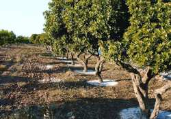 &Pi;&rho;ό&beta;&lambda;&eta;&mu;&alpha; &mu;&epsilon; &tau;&eta;&nu; ά&rho;&delta;&epsilon;&upsilon;&sigma;&eta; &alpha;&nu;&tau;&iota;&mu;&epsilon;&tau;&omega;&pi;ί&zeta;&omicron;&upsilon;&nu; &omicron;&iota; &mu;&alpha;&sigma;&tau;&iota;&chi;&omicron;&pi;&alpha;&rho;&alpha;&gamma;&omega;&gamma;&omicron;ί &Chi;ί&omicron;&upsilon;