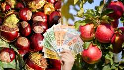 500 &epsilon;&upsilon;&rho;ώ &alpha;&nu;ά &sigma;&tau;&rho;έ&mu;&mu;&alpha; &sigma;&tau;&alpha; &mu;ή&lambda;&alpha; &kappa;&alpha;&iota; 800 &epsilon;&upsilon;&rho;ώ &sigma;&tau;&alpha; &kappa;ά&sigma;&tau;&alpha;&nu;&alpha; &zeta;&eta;&tau;&omicron;ύ&nu; &omicron;&iota; &Alpha;&gamma;&rho;&omicron;&tau;&iota;&kappa;&omicron;ί &Sigma;ύ&lambda;&lambda;&omicron;&gamma;&omicron;&iota; &Pi;&eta;&lambda;ί&omicron;&upsilon;