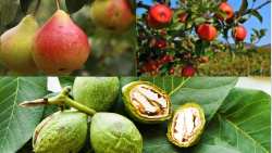 &Epsilon;&chi;&theta;&rho;&omicron;ί &kappa;&alpha;&iota; &alpha;&sigma;&theta;έ&nu;&epsilon;&iota;&epsilon;&sigmaf; &Mu;&eta;&lambda;&iota;ά&sigmaf; , &Alpha;&chi;&lambda;&alpha;&delta;&iota;ά&sigmaf; &kappa;&alpha;&iota; &Kappa;&alpha;&rho;&upsilon;&delta;&iota;ά&sigmaf; - &Omicron;&delta;&eta;&gamma;ί&epsilon;&sigmaf; &alpha;&nu;&tau;&iota;&mu;&epsilon;&tau;ώ&pi;&iota;&sigma;&eta;&sigmaf;