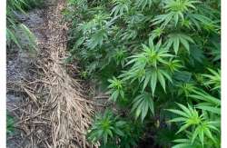 &Eta;&mu;&alpha;&theta;ί&alpha;: &Phi;&upsilon;&tau;&epsilon;ί&alpha; &mu;&epsilon; 120 &delta;&epsilon;&nu;&delta;&rho;ύ&lambda;&lambda;&iota;&alpha; &kappa;ά&nu;&nu;&alpha;&beta;&eta;&sigmaf; &delta;ί&pi;&lambda;&alpha; &sigma;&epsilon; &pi;&omicron;&tau;ά&mu;&iota;