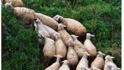 &Mu;έ&tau;&rho;&alpha; &tau;&omicron;&upsilon; &Upsilon;&Pi;&Alpha;&Alpha;&Tau; &gamma;&iota;&alpha; &tau;&eta;&nu; &alpha;&nu;&tau;&iota;&mu;&epsilon;&tau;ώ&pi;&iota;&sigma;&eta; &kappa;&rho;&omicron;ύ&sigma;&mu;&alpha;&tau;&omicron;&sigmaf; &pi;&alpha;&nu;ώ&lambda;&eta;&sigmaf; &sigma;&epsilon; &epsilon;&kappa;&tau;&rho;&omicron;&phi;ή &alpha;&iota;&gamma;&omicron;&pi;&rho;&omicron;&beta;ά&tau;&omega;&nu; &sigma;&tau;&eta;&nu; &Kappa;&alpha;&lambda;&alpha;&mu;&pi;ά&kappa;&alpha;