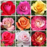 &Tau;&rho;&iota;&alpha;&nu;&tau;ά&phi;&upsilon;&lambda;&lambda;&alpha; &alpha;&pi;ό &tau;&omicron;&nu; &kappa;ά&mu;&pi;&omicron; &tau;&omega;&nu; &Gamma;&iota;&alpha;&nu;&nu;&iota;&tau;&sigma;ώ&nu; &kappa;&alpha;&tau;&alpha;&kappa;&tau;&omicron;ύ&nu; &nu;έ&epsilon;&sigmaf; &alpha;&gamma;&omicron;&rho;έ&sigmaf;