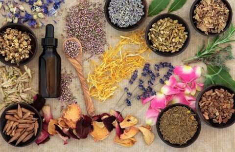 &Chi;&omicron;&lambda;&eta;&sigma;&tau;&epsilon;&rho;ί&nu;&eta;: &Tau;έ&sigma;&sigma;&epsilon;&rho;&alpha; &beta;ό&tau;&alpha;&nu;&alpha; &gamma;&iota;&alpha; &nu;&alpha; &tau;&eta; &rho;ί&xi;&epsilon;&tau;&epsilon;