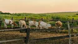 &Upsilon;&Pi;&Alpha;&Alpha;&Tau;: &Epsilon;&pi;ί &pi;&lambda;έ&omicron;&nu; 21 &epsilon;&kappa;&alpha;&tau;. &gamma;&iota;&alpha; &zeta;&omega;&omicron;&tau;&rho;&omicron;&phi;έ&sigmaf; - &Nu;έ&alpha; &epsilon;&nu;&iota;&sigma;&chi;&upsilon;&mu;έ&nu;&eta; &sigma;&tau;ή&rho;&iota;&xi;&eta; &tau;&omega;&nu; &kappa;&tau;&eta;&nu;&omicron;&tau;&rho;ό&phi;&omega;&nu; &mu;&epsilon; 50% &alpha;ύ&xi;&eta;&sigma;&eta;