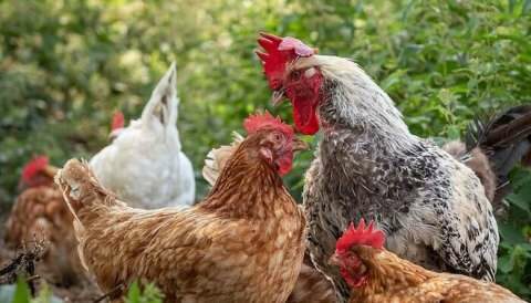 &Rho;&alpha;&gamma;&delta;&alpha;ί&alpha; &alpha;ύ&xi;&eta;&sigma;&eta; &kappa;&rho;&omicron;&upsilon;&sigma;&mu;ά&tau;&omega;&nu; &gamma;&rho;ί&pi;&eta;&sigmaf; &tau;&omega;&nu; &pi;&tau;&eta;&nu;ώ&nu; - &Alpha;&nu;&alpha;&kappa;&omicron;ί&nu;&omega;&sigma;&eta; &Tau;&mu;ή&mu;&alpha;&tau;&omicron;&sigmaf; &Kappa;&tau;&eta;&nu;&iota;&alpha;&tau;&rho;&iota;&kappa;ή&sigmaf; &Pi;&iota;&epsilon;&rho;ί&alpha;&sigmaf;