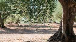 &Nu;έ&alpha; &Gamma;&epsilon;&omega;&rho;&gamma;ί&alpha; &Nu;έ&alpha; &Gamma;&epsilon;&nu;&iota;ά: &Omicron; &alpha;&pi;&omicron;&lambda;&omicron;&gamma;&iota;&sigma;&mu;ό&sigmaf; &tau;&omicron;&upsilon; 2023 &kappa;&alpha;&iota; &omicron;&iota; &sigma;&tau;ό&chi;&omicron;&iota; &tau;&omicron;&upsilon; 2024