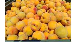 &Epsilon;&xi;&alpha;&gamma;&omega;&gamma;έ&sigmaf; &kappa;&omicron;&mu;&pi;ό&sigma;&tau;&alpha;&sigmaf;: &Sigma;&tau;&alpha; &pi;&epsilon;&rho;&sigma;&iota;&nu;ά &epsilon;&pi;ί&pi;&epsilon;&delta;&alpha; (250.000 &tau;ό&nu;&omicron;&iota;) ή έ&omega;&sigmaf; &kappa;&alpha;&iota; 3% &mu;&epsilon;&iota;&omega;&mu;έ&nu;&epsilon;&sigmaf;