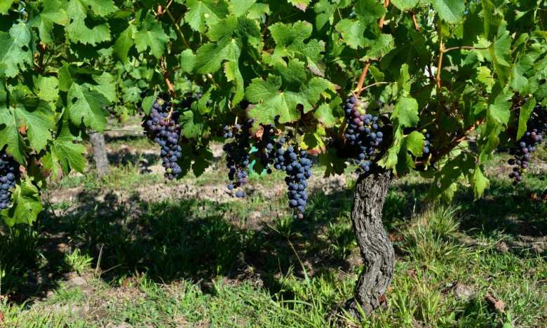 &Kappa;&Epsilon;&Omicron;&Sigma;&Omicron;&Epsilon;: &Sigma;&epsilon; &chi;&alpha;&mu;&eta;&lambda;ά &epsilon;&pi;ί&pi;&epsilon;&delta;&alpha;, &alpha;&lambda;&lambda;ά &epsilon;&lambda;&alpha;&phi;&rho;ώ&sigmaf; &alpha;&upsilon;&xi;&eta;&mu;έ&nu;&eta; &eta; &epsilon;&lambda;&lambda;&eta;&nu;&iota;&kappa;ή &omicron;&iota;&nu;&omicron;&pi;&alpha;&rho;&alpha;&gamma;&omega;&gamma;ή 2025/2026 &sigma;&epsilon; &sigma;&chi;έ&sigma;&eta; &mu;&epsilon; &tau;&eta;&nu; &pi;&rho;&omicron;&eta;&gamma;&omicron;ύ&mu;&epsilon;&nu;&eta; &pi;&epsilon;&rho;ί&omicron;&delta;&omicron;