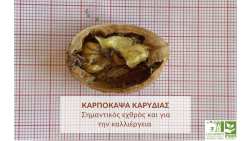 &Sigma;&eta;&mu;&alpha;&nu;&tau;&iota;&kappa;ό&sigmaf; &epsilon;&chi;&theta;&rho;ό&sigmaf; &kappa;&alpha;&iota; &gamma;&iota;&alpha; &tau;&eta;&nu; &kappa;&alpha;&lambda;&lambda;&iota;έ&rho;&gamma;&epsilon;&iota;&alpha; &tau;&eta;&sigmaf; &kappa;&alpha;&rho;&upsilon;&delta;&iota;ά&sigmaf; &eta; &Kappa;&alpha;&rho;&pi;ό&kappa;&alpha;&psi;&alpha; (Cydia pomonella)