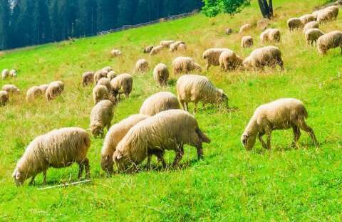 &Alpha;&Kappa;&Kappa;&Epsilon;&Lambda;: &Theta;&alpha; &delta;ώ&sigma;&epsilon;&iota; &eta; &kappa;&upsilon;&beta;έ&rho;&nu;&eta;&sigma;&eta; &sigma;&tau;&omicron;&upsilon;&sigmaf; &pi;&rho;&alpha;&gamma;&mu;&alpha;&tau;&iota;&kappa;&omicron;ύ&sigmaf; &kappa;&tau;&eta;&nu;&omicron;&tau;&rho;ό&phi;&omicron;&upsilon;&sigmaf; &tau;&alpha; 4,5 &epsilon;&kappa;&alpha;&tau;&omicron;&mu;. &pi;&omicron;&upsilon; &epsilon;&pi;&iota;&sigma;&tau;&rho;έ&phi;&omicron;&upsilon;&nu;...&kappa;&tau;&eta;&nu;&omicron;&tau;&rho;ό&phi;&omicron;&iota; &chi;&omega;&rho;ί&sigmaf; &zeta;ώ&alpha;;