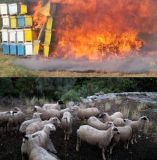 &Epsilon;&Lambda;&Gamma;&Alpha;: &Alpha;&pi;&omicron;&zeta;&eta;&mu;&iota;ώ&sigma;&epsilon;&iota;&sigmaf; &sigma;&epsilon; &kappa;&tau;&eta;&nu;&omicron;&tau;&rho;ό&phi;&omicron;&upsilon;&sigmaf; &kappa;&alpha;&iota; &mu;&epsilon;&lambda;&iota;&sigma;&sigma;&omicron;&kappa;ό&mu;&omicron;&upsilon;&sigmaf; &pi;&omicron;&upsilon; &upsilon;&pi;έ&sigma;&tau;&eta;&sigma;&alpha;&nu; &zeta;&eta;&mu;&iota;έ&sigmaf; &alpha;&pi;ό &tau;&iota;&sigmaf; &pi;&upsilon;&rho;&kappa;&alpha;&gamma;&iota;έ&sigmaf;